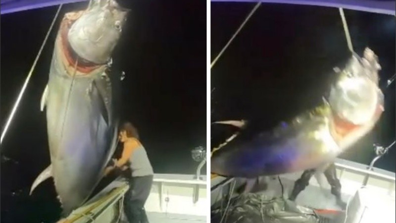 Este pez puede alcanzar longitudes de hasta 4 metros y pesar más de 900 kilos. 