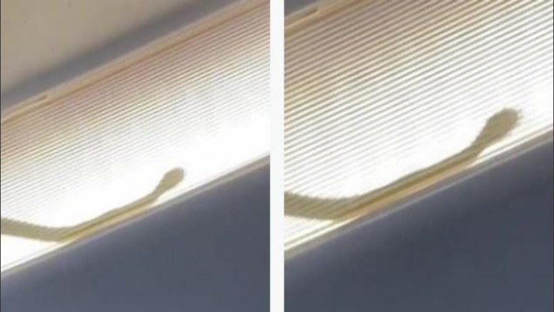 No se sabe cómo la serpiente logró subir a bordo.