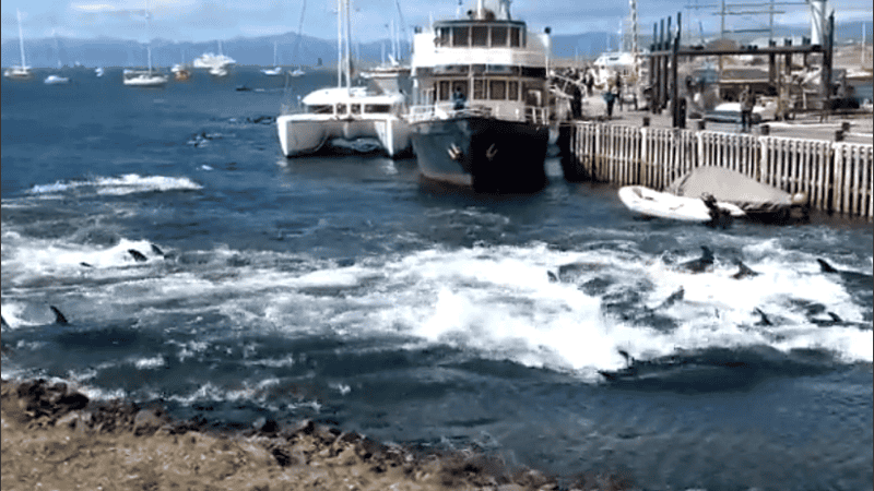 Algunas de las personas que estaban en el lugar ayudaron a las toninas que quedaron varadas en la bahía.