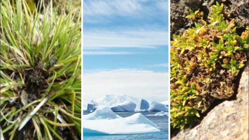 Los biólogos ya habían observado este fenómeno en el hemisferio norte.