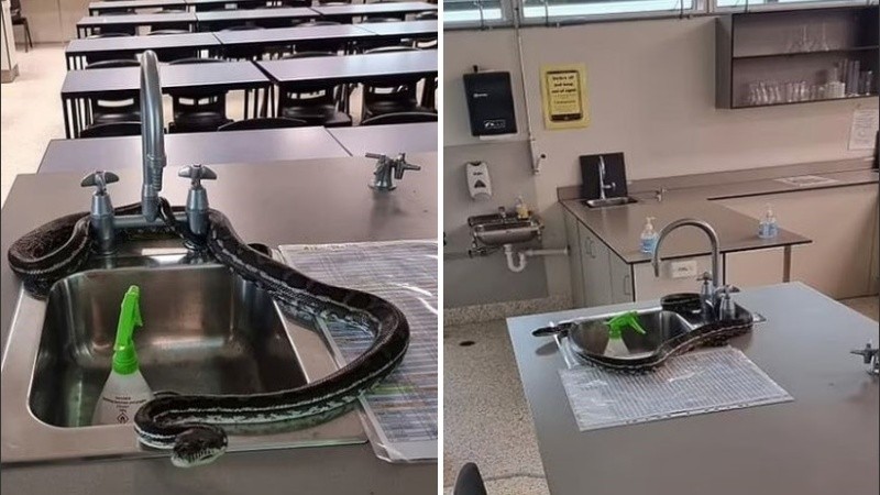 La pitón puede vivir más de 20 años y se encuentra comúnmente en Australia continental.