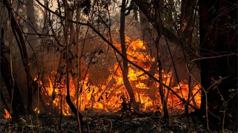 Los incendios en Corrientes ya afectaron a plantaciones forestales, bosques nativos, pastizales y zonas de humedales.