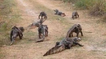 Los incendios en Corrientes ya afectaron a plantaciones forestales, bosques nativos, pastizales y zonas de humedales.