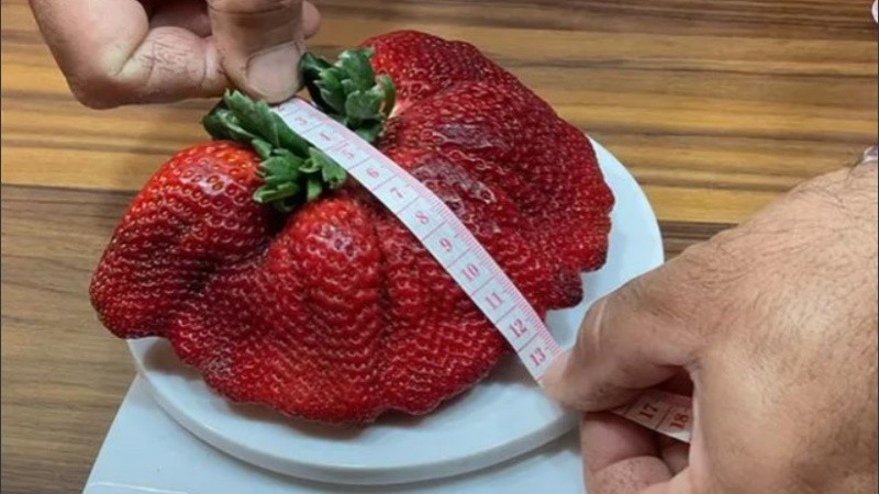  Midió 18 cm de largo, 4 cm de grosor y 34 cm de circunferencia.