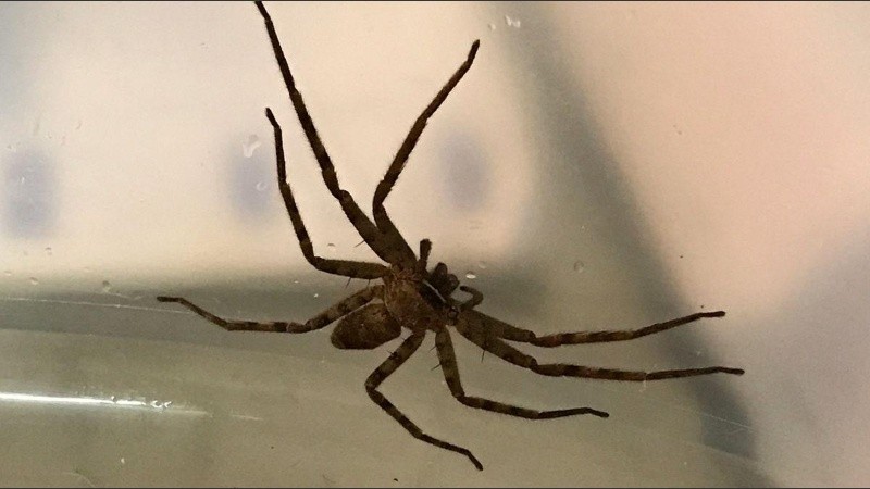 Las arañas cazadoras pueden crecer hasta 30 centímetros.