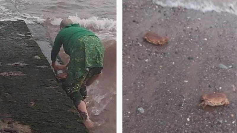  Melanie le dio a Gary, el cangrejo, un lindo hábitat en un cajón de ensaladas.