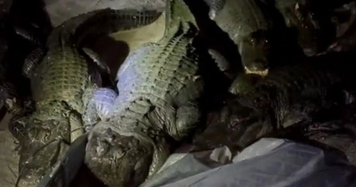 Video: estaba de campamento y se despertó rodeado de cocodrilos | Rosario3