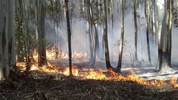 Según Defensa Civil, "en 24 o 48 horas estarán controlados todos los focos" ya que la situación está "mucho mejor que días atrás".