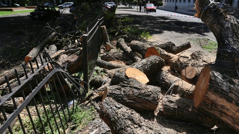 Impresionante árbol caído.