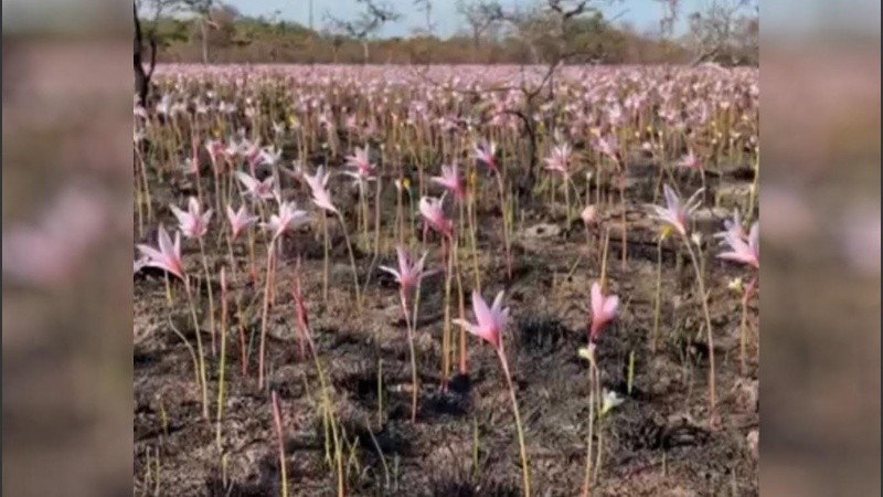 Las flores y el verse se abren paso entre las cenizas.