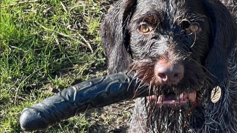 El perro siempre le lleva ramas a su dueño, pero esta vez fue otra cosa.