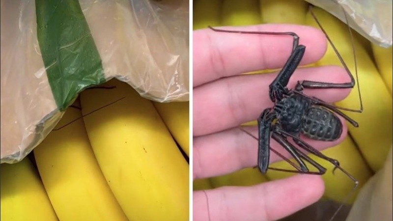 Los espectadores identificaron al insecto como un escorpión látigo.