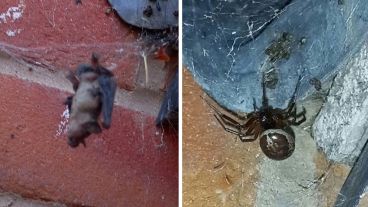 Ben liberó al animal herido antes de que fuera demasiado tarde.