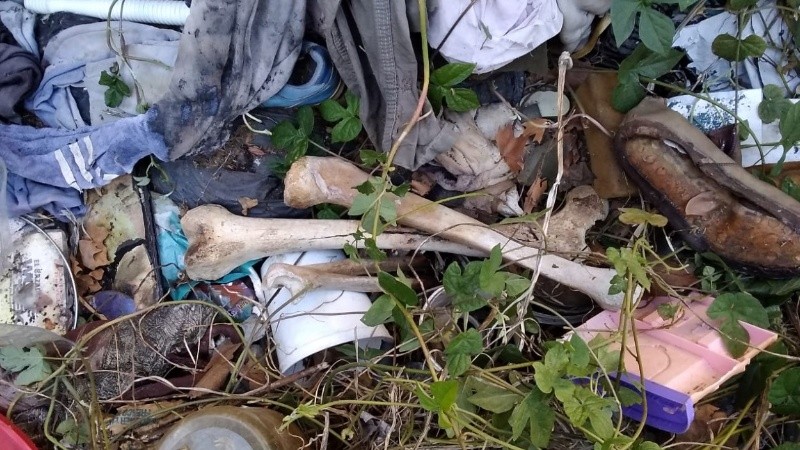 Los huesos encontrados entre la basura de la casa.