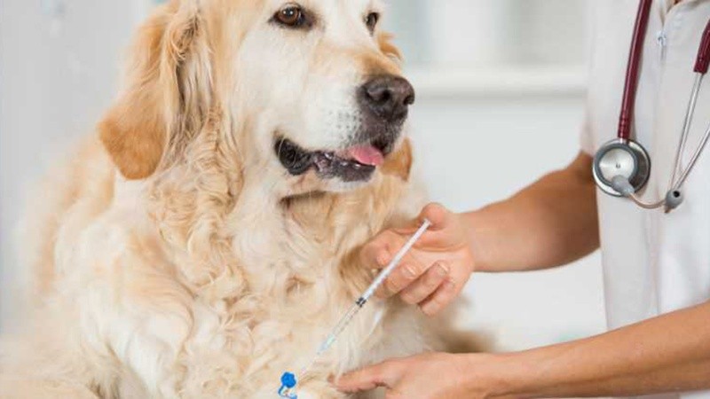 Los animales deben cumplir algunos requisitos para poder sacarse sangre.