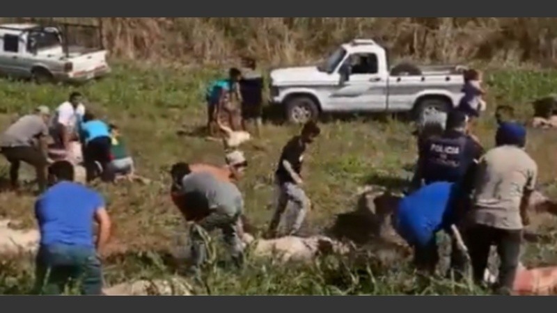 Los vecinos comenzaron a arrastrar a los animales para carnearlos.