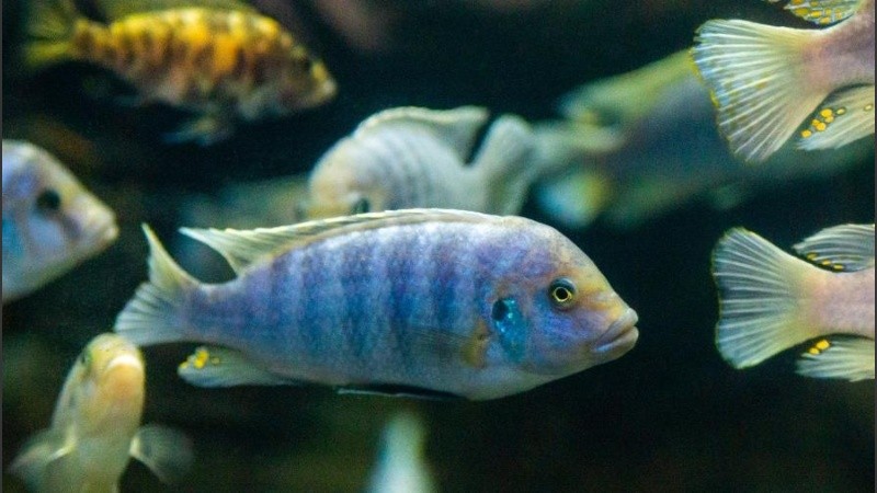 Los científicos revelaron que los peces poseen un 
