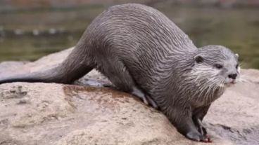 La investigación, publicada en la revista científica Frontiers in Veterinary Science.