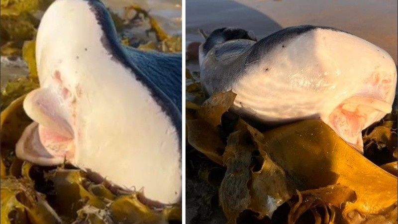 Parece tener labios enormes no muy diferentes a los humanos. 