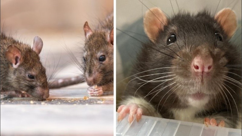Afirman que las ratas domesticadas pueden ser excelentes mascotas.