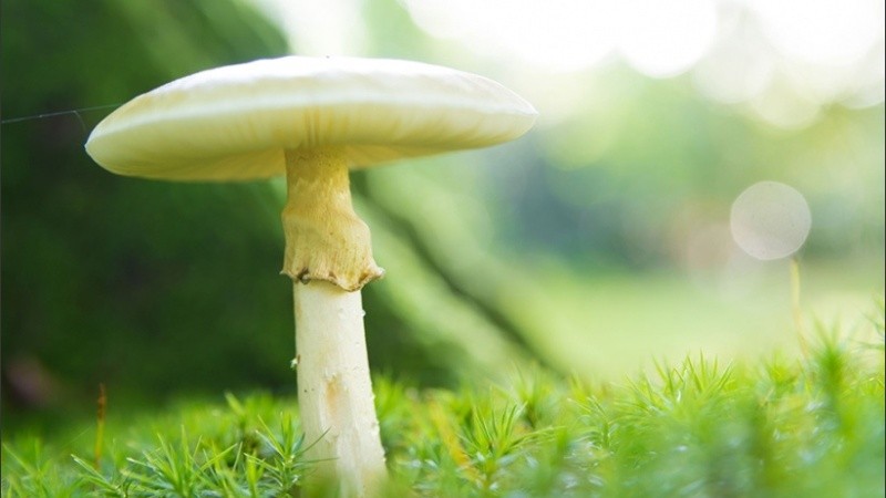 Los hongos utilizan los trenes de actividad eléctrica para comunicarse.