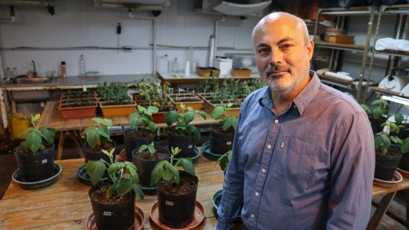 Palatnik en la Cámara de cultivo de plantas del IBR