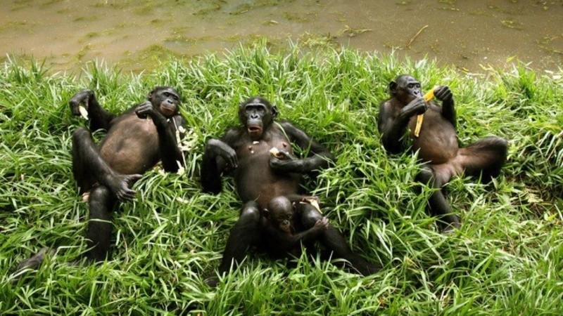 Esta es la segunda vez que la ONG consigue reintroducir en su hábitat natural a bonobos rescatados de las manos de los traficantes, ya que en 2009 organizó una operación similar.