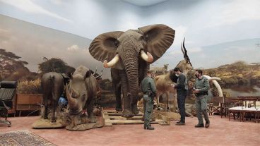 Se hallaron animales de especies amenazadas e incluso extintas.