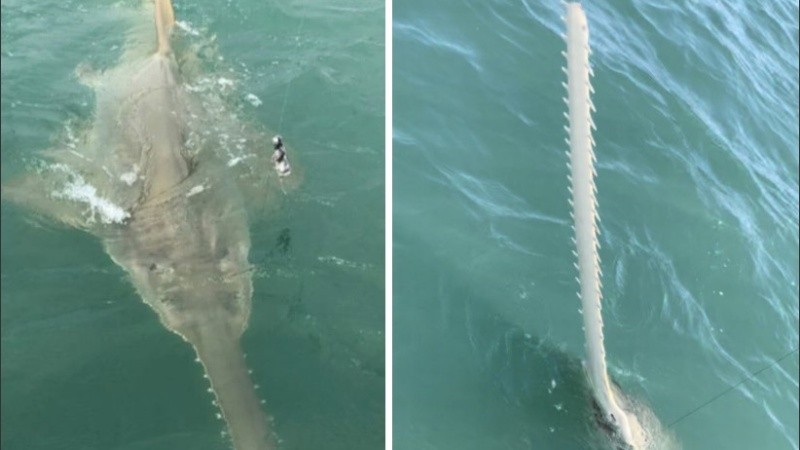 El pez sierra tiene un significado mitológico en varias sociedades de todo el mundo.