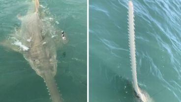 El pez sierra tiene un significado mitológico en varias sociedades de todo el mundo.