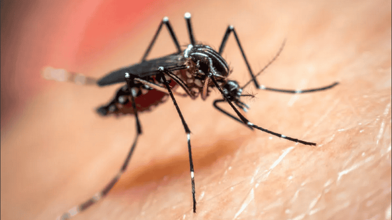La OMS lanzó la Iniciativa Global de Arbovirus para monitorear y prevenir las enfermedades causadas principalmente por los mosquitos aedes.