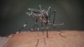 Confirman cinco casos de chikungunya en la ciudad de Santa Fe