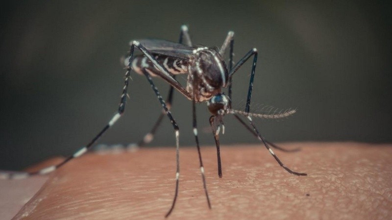 Autoridades sanitarias llaman a combatir el mosquito.