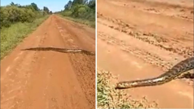 La boa curiyú es la más grande en su tipo en el país.