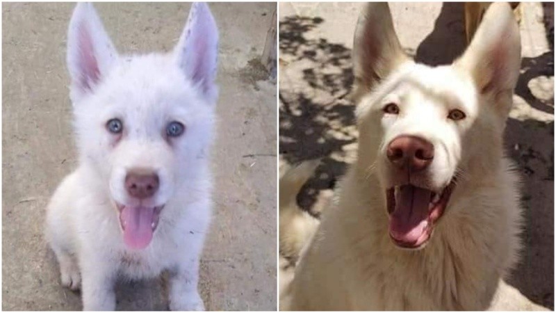 Simón, el perrito viral.