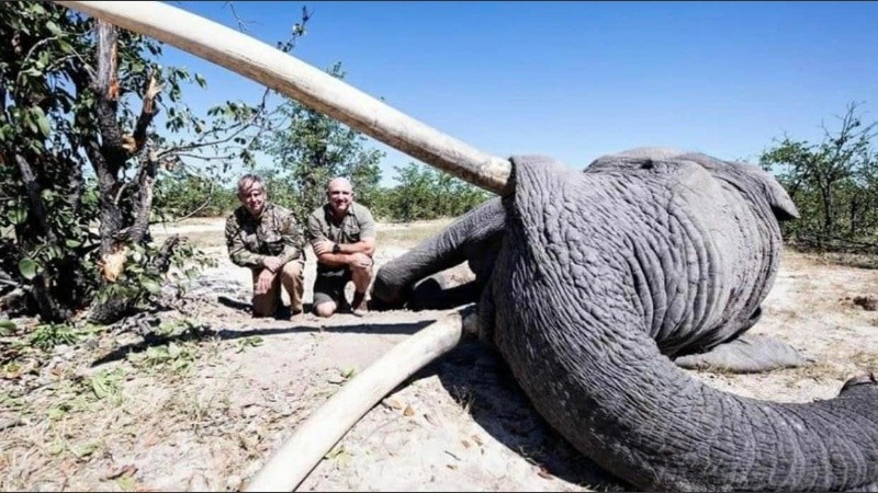 En Botswana habitan 130.000 elefantes, pero solo una pequeña minoría tiene grandes colmillos.