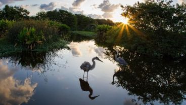 Los humedales son clave para reducir los efectos de la crisis climática.