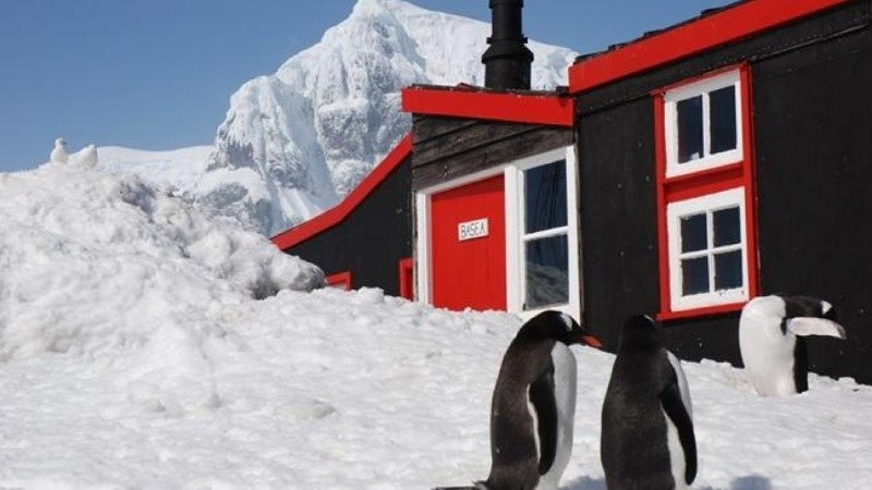 Además de registrar el número de pingüinos, los empleados deberán cumplir otras tareas.