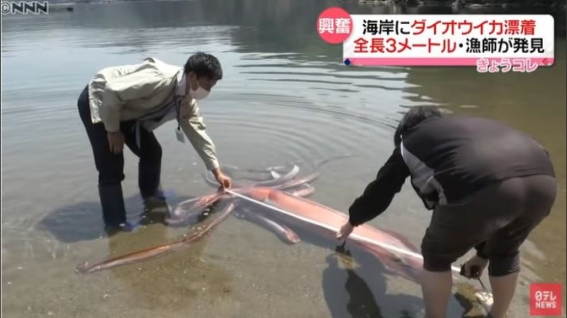 Video: un enorme calamar sorprendió a todos en las costas de Japón |  Rosario3