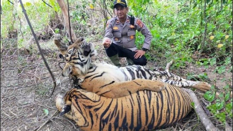 La deforestación redijo el hábitat de esta especie endémica de la isla de Sumatra.
