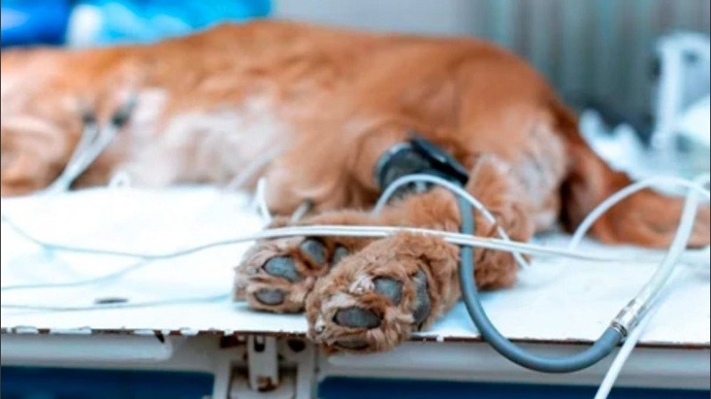 El perro fue llevado a la veterinaria, donde lograron salvarlo.