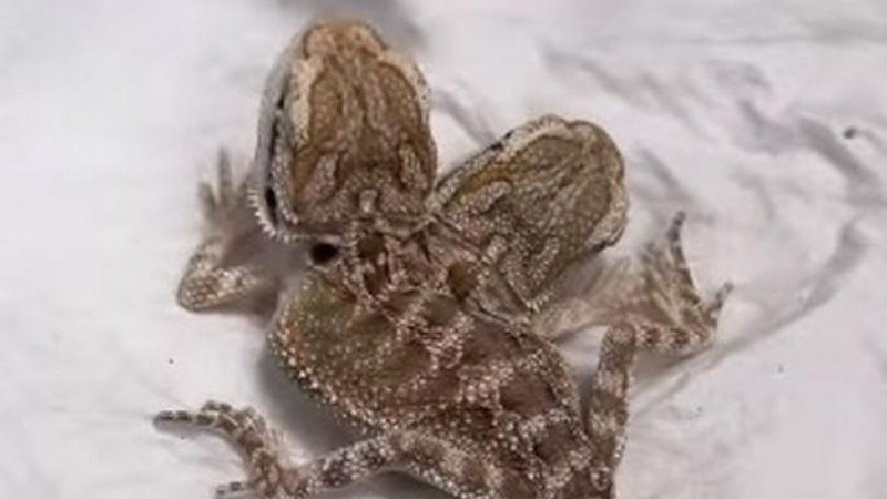 Los animales que nacen con dos cabezas sufren de una condición llamada policefalia.