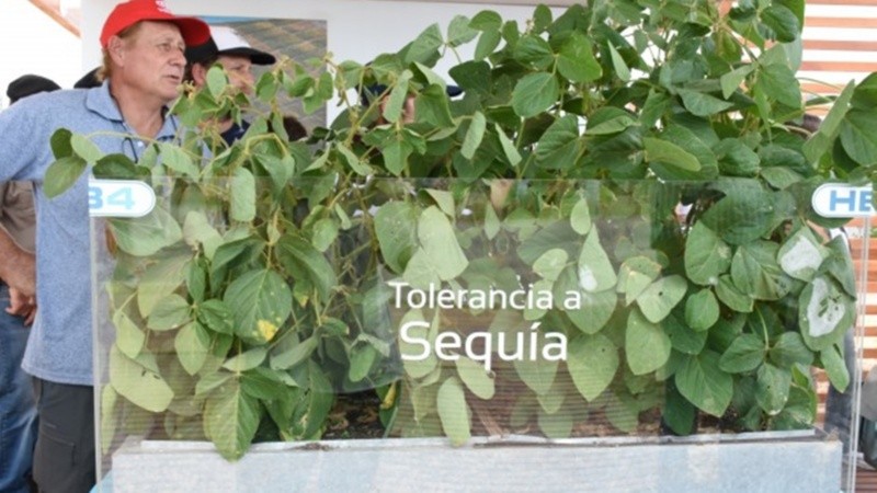 El gobierno destacó la colaboración público-privada en la elaboración de la soja transgénica.