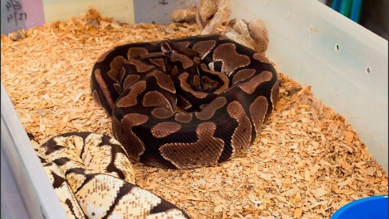 El animal permanece bajo el cuidado de veterinarios. 