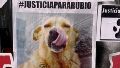 Condenaron a prisión al hombre que torturó y mató a Rubio, un perro callejero de Mar del Tuyú