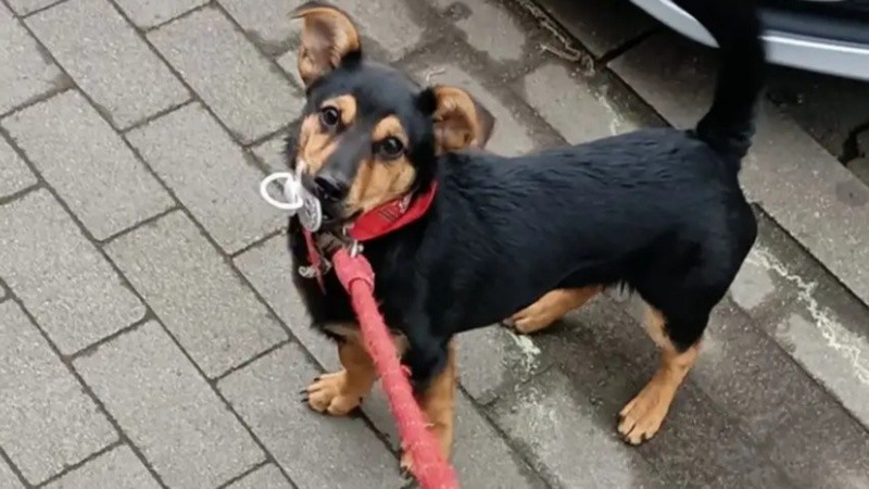 Coco, el perro varado en Ezeiza.