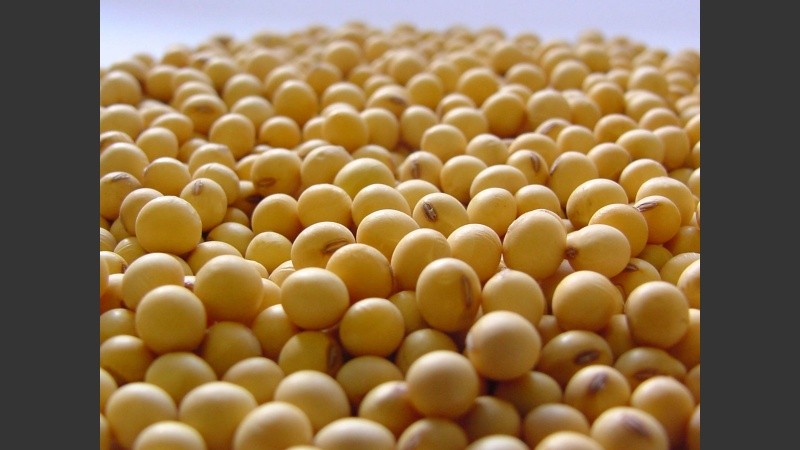 Sólo el 18% de la semilla de soja que se vende en el país está fiscalizada