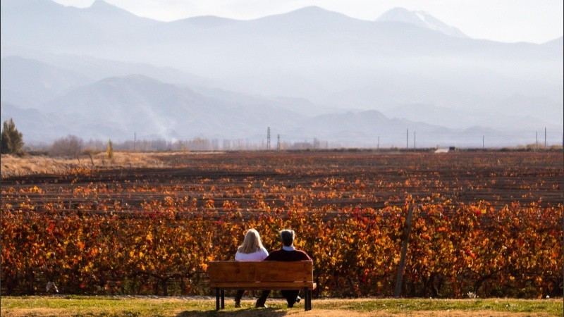 Los viñedos se encuentran a 1.170 metros sobre el nivel del mar