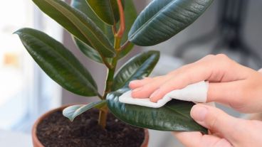 Los distintos tipos de vinagre contienen una multiplicidad de propiedades