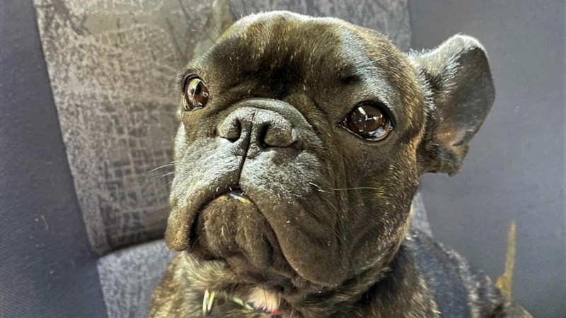 Antonela y su familia recuperaron a una de sus 